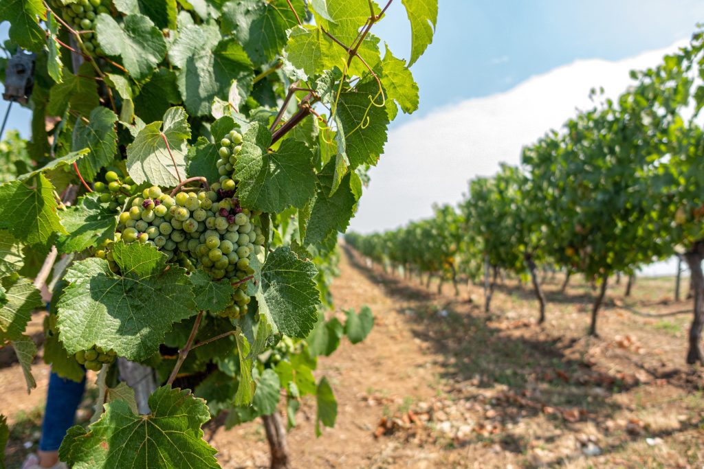 uva_treixadura_vinos