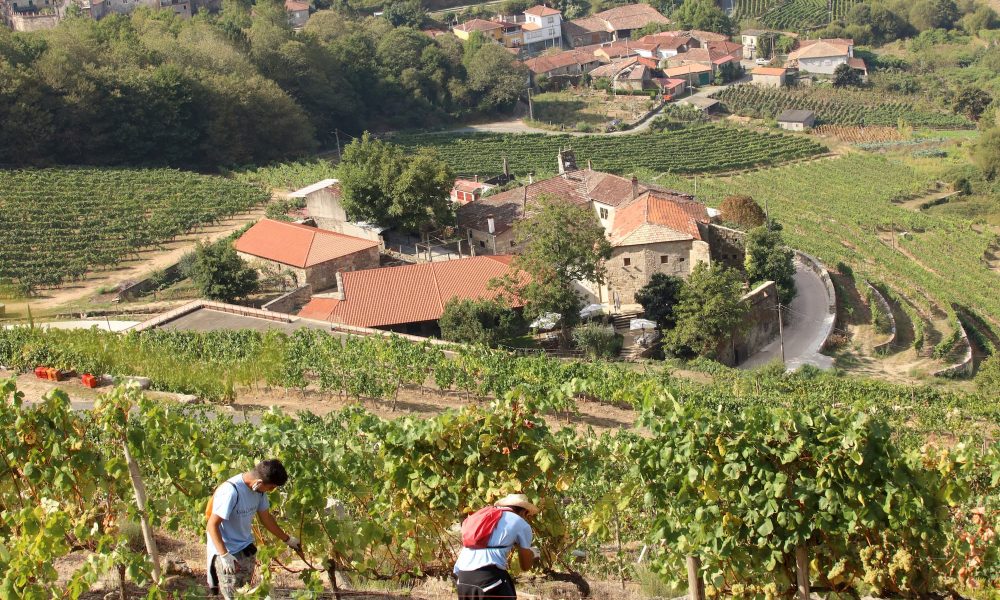 Bodega Viña Costeira Pazo de Toubes